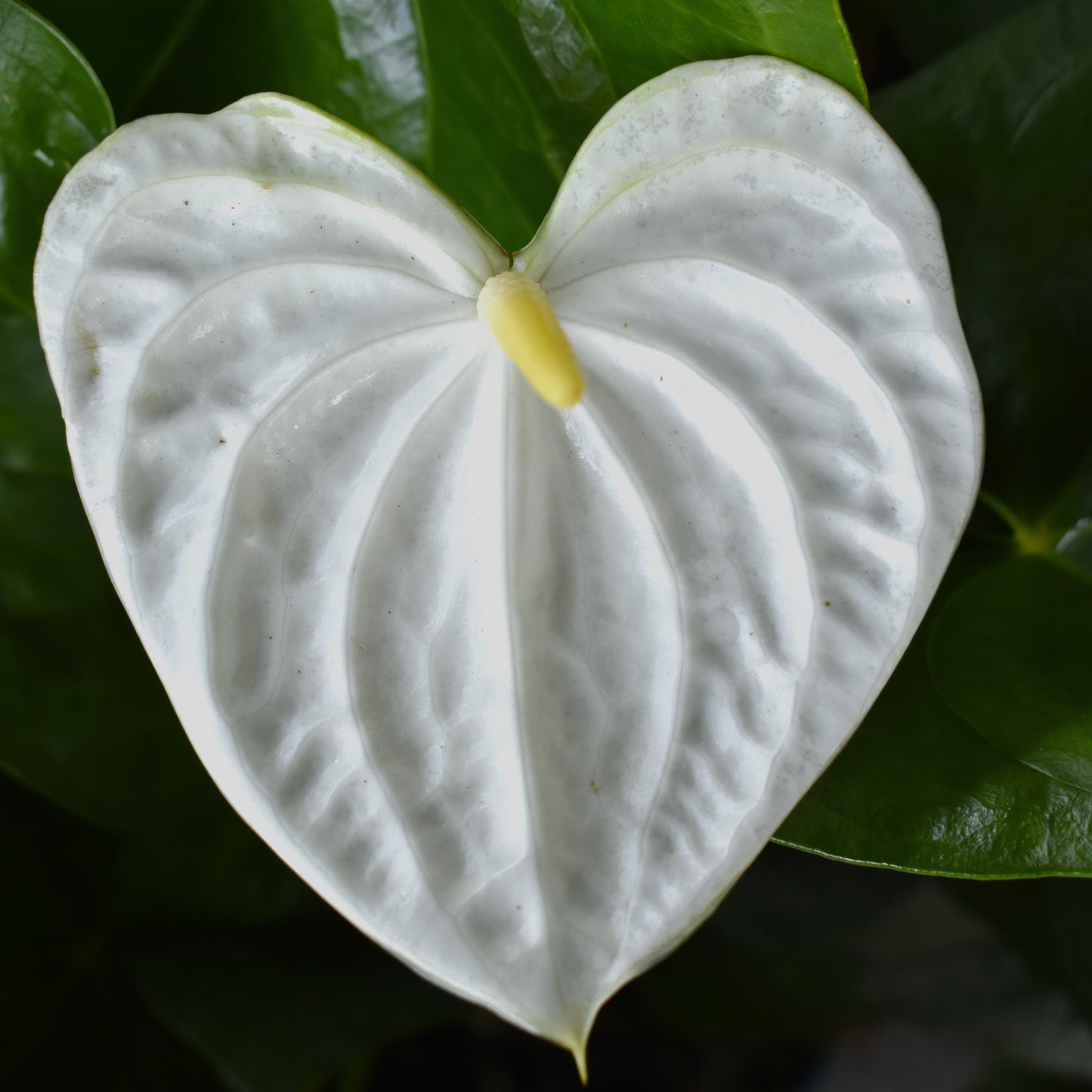 Anthurium, "Vanilla"
