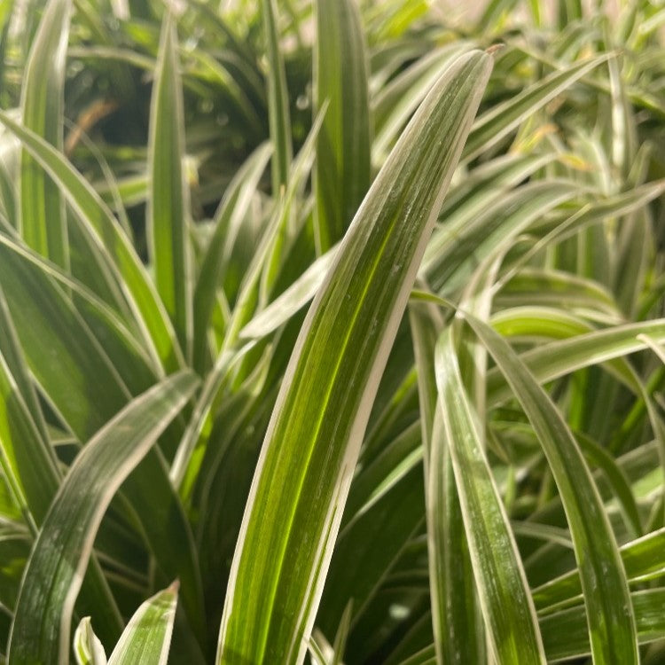 Ribbon Grass, variegated