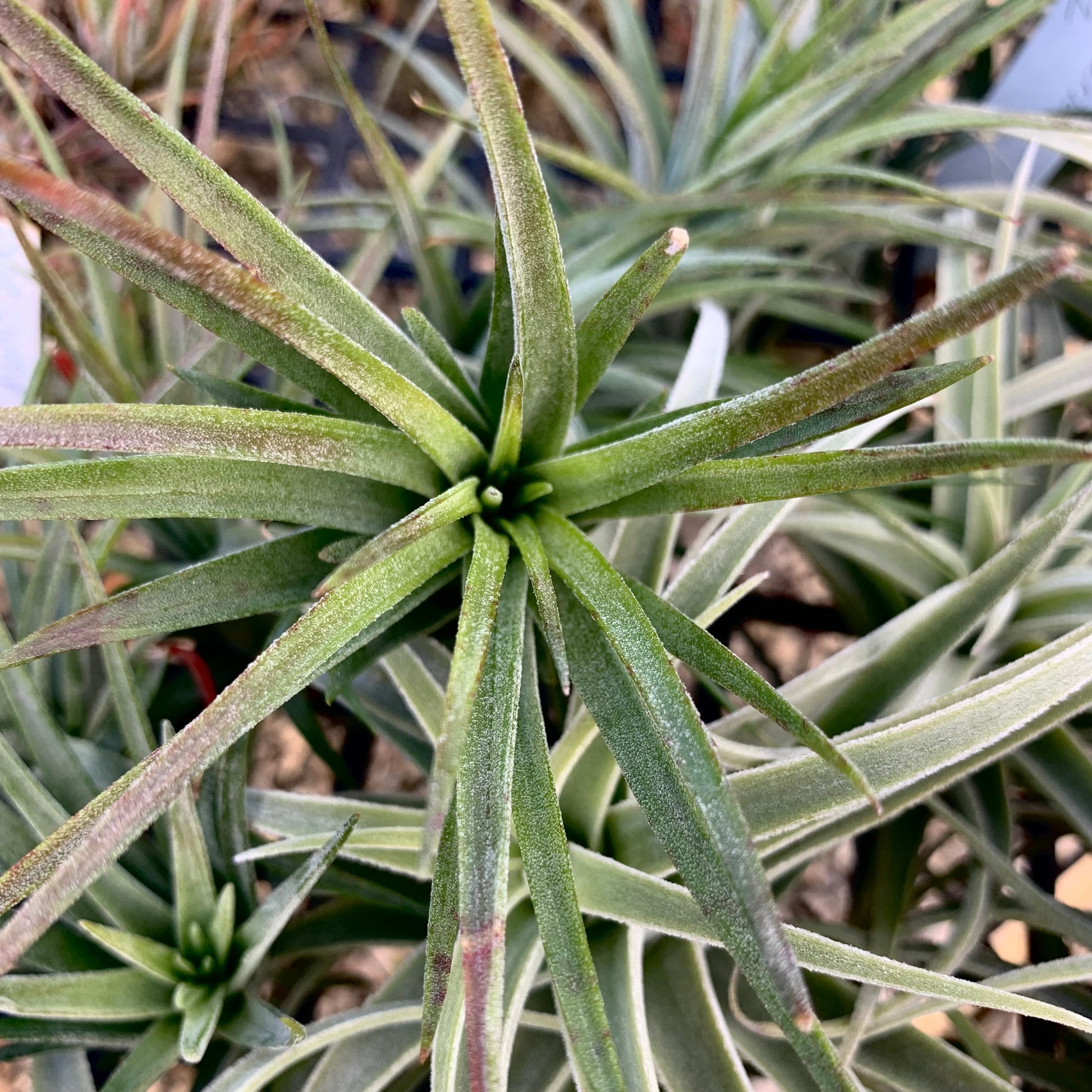 victoriana air plant Tillandsia, "Victoriana"
