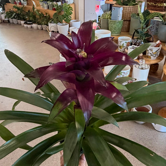 Guzmania, "Violet Queen"