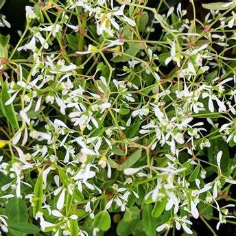 Euphorbia, "White Frost"