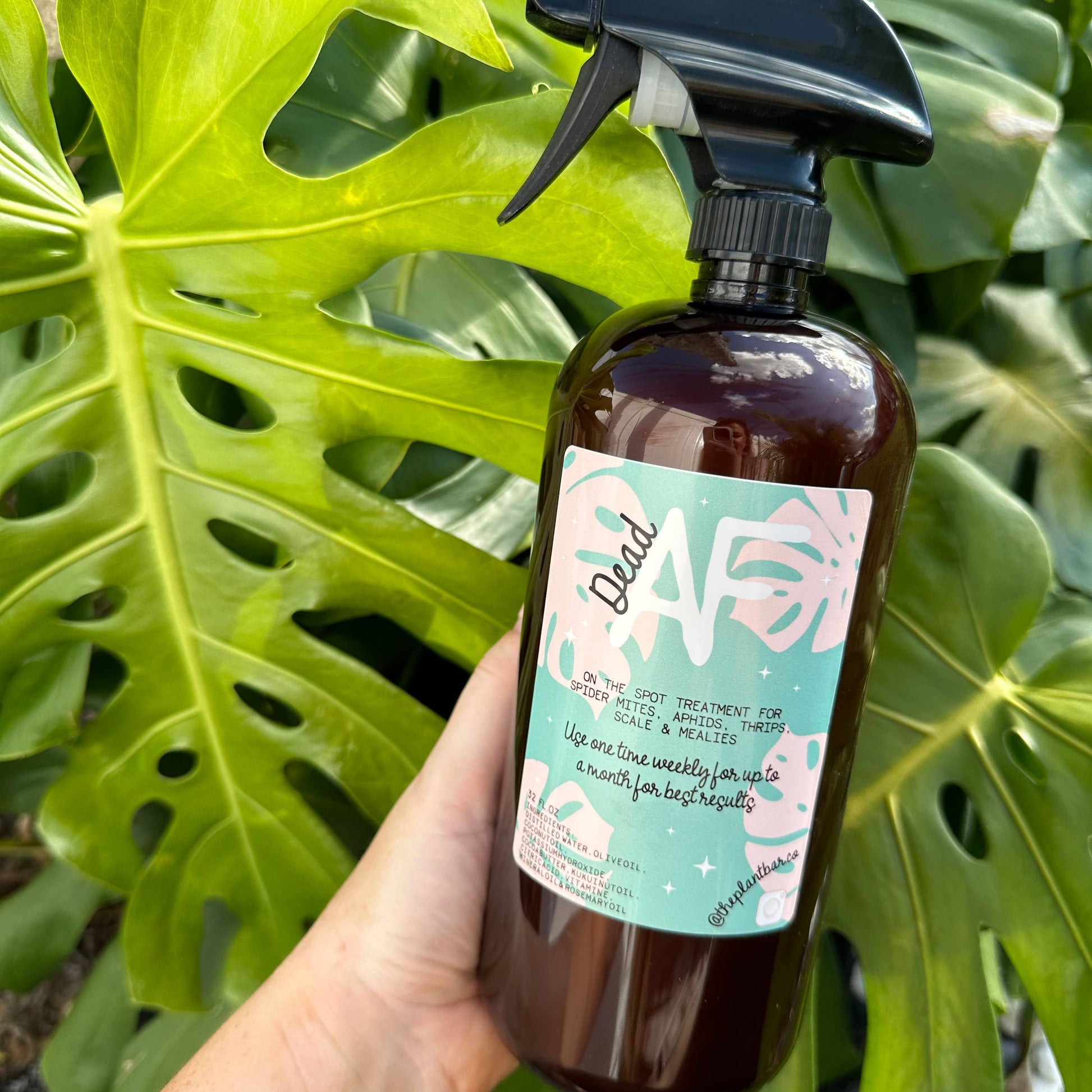 spider mites spray for plants Dead AF 32oz – Mari's Gardens