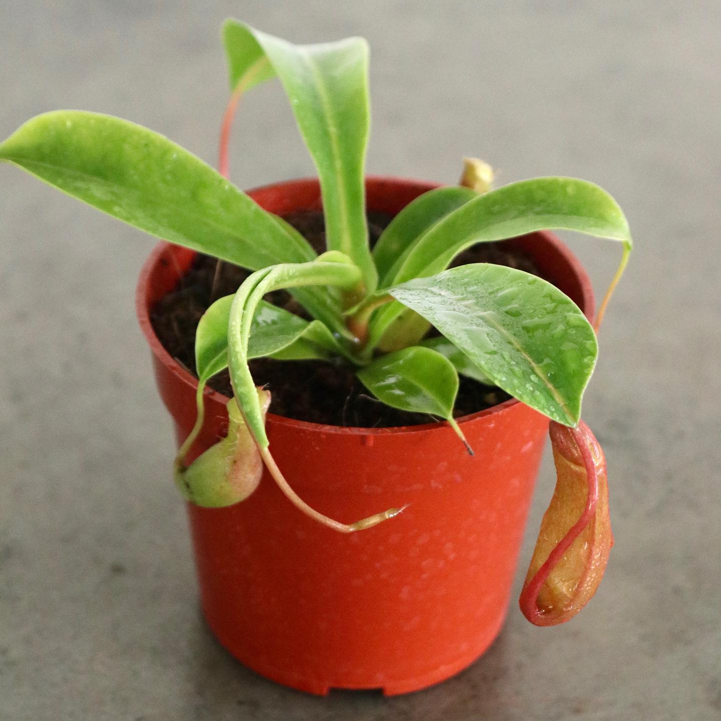 pitcher plant indoor Nepenthes 'Pitcher plant' – Mari's Gardens