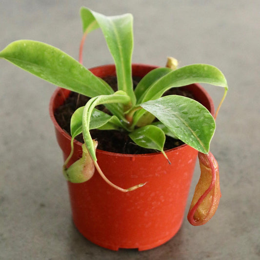 Pitcher Plant