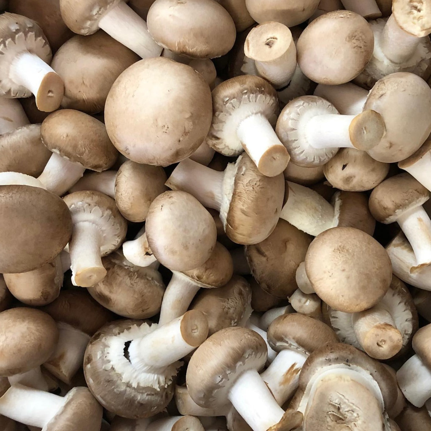 Keiki Portobello Mushrooms