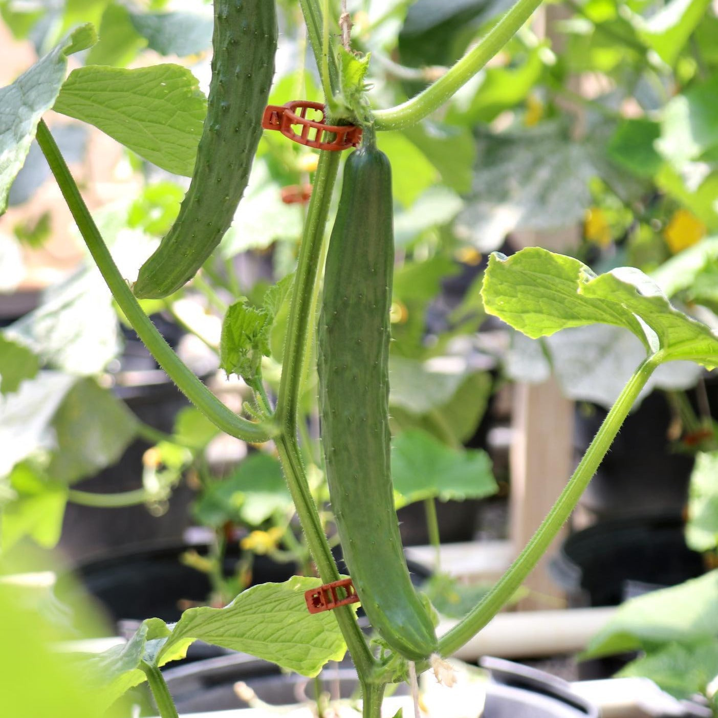 Japanese Cucumber