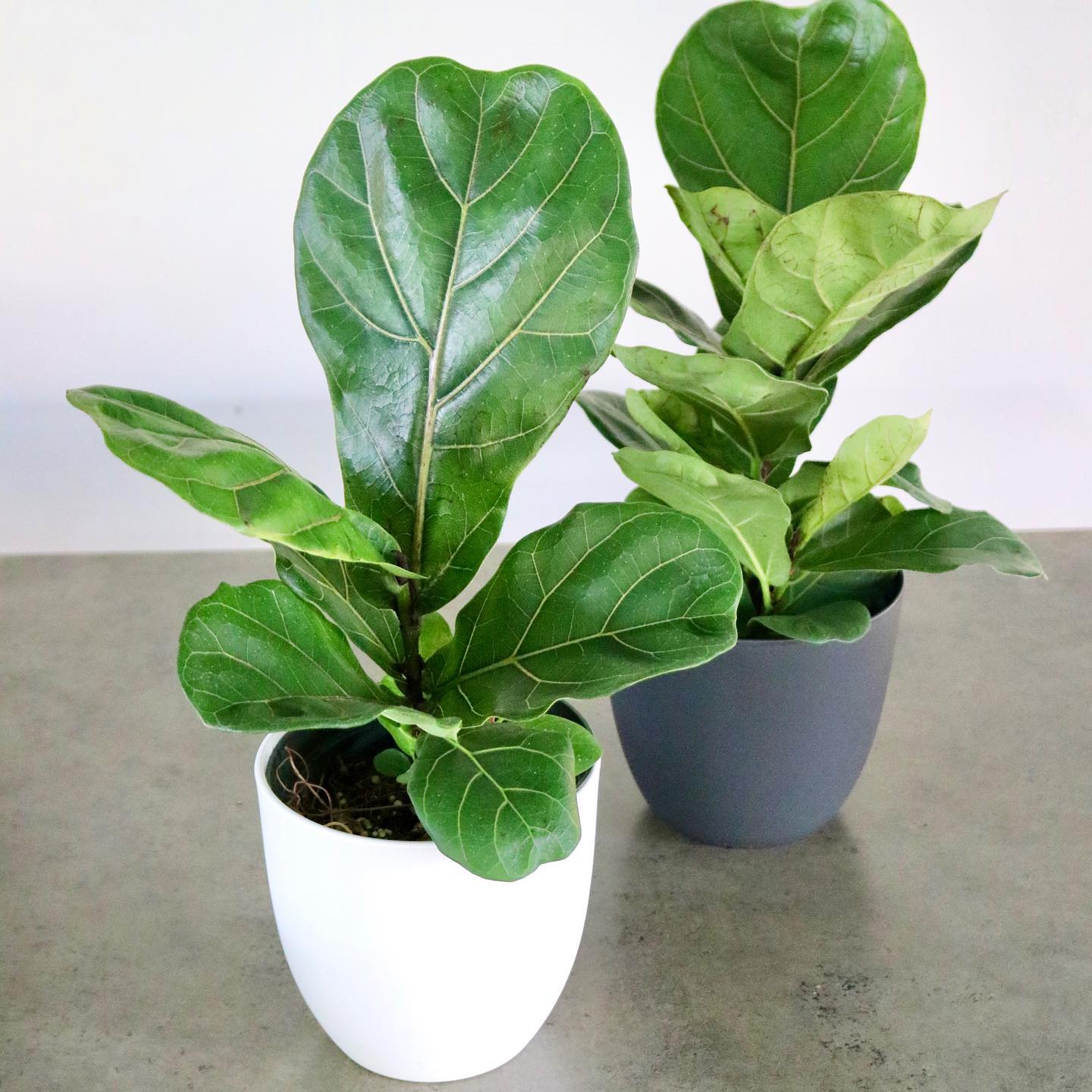 Ficus lyrata, Fiddle Leaf Fig