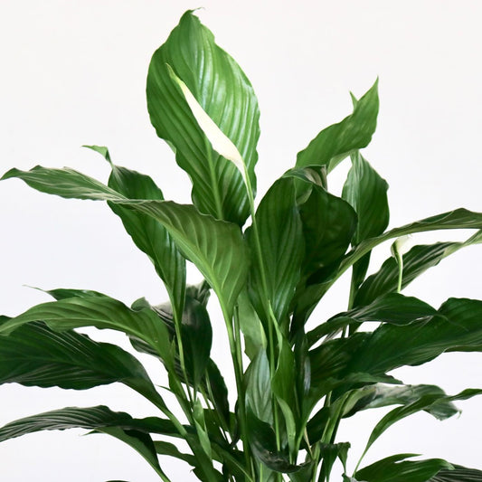 Spathiphyllum "Sweet Dario"