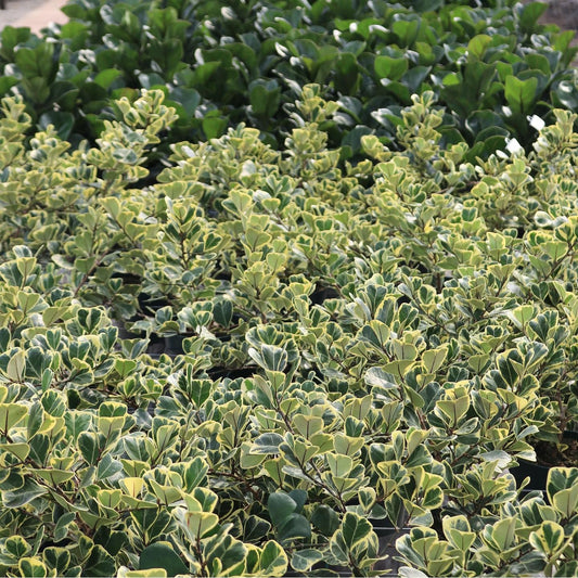Ficus triangularis, variegated