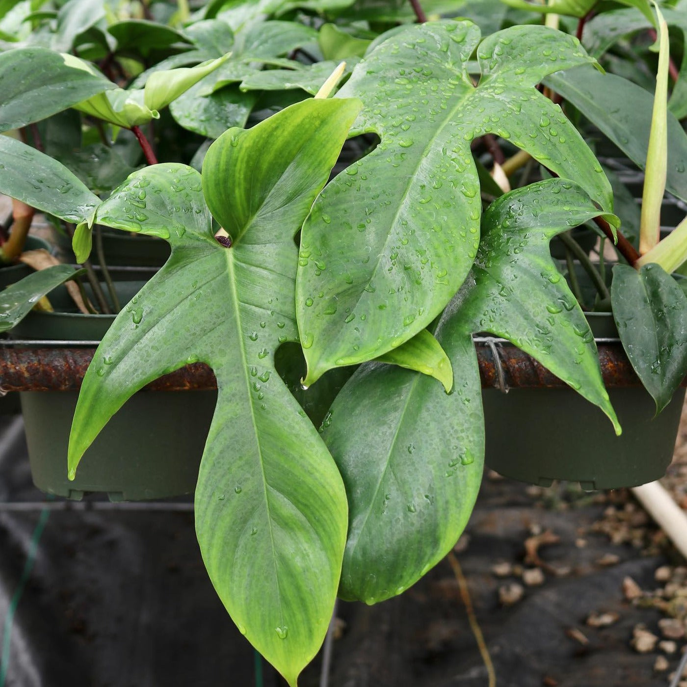 Philodendron pedatum x squamiferum, "Florida Green"