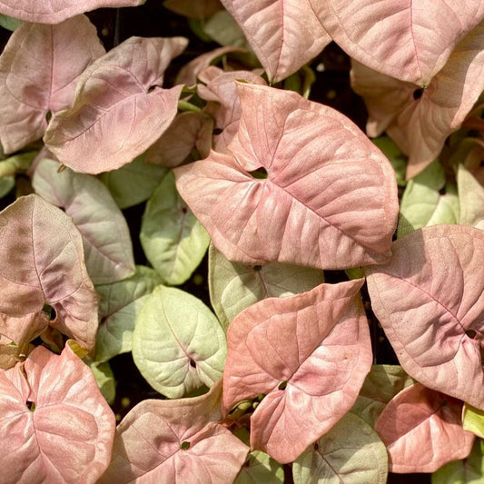 Syngonium