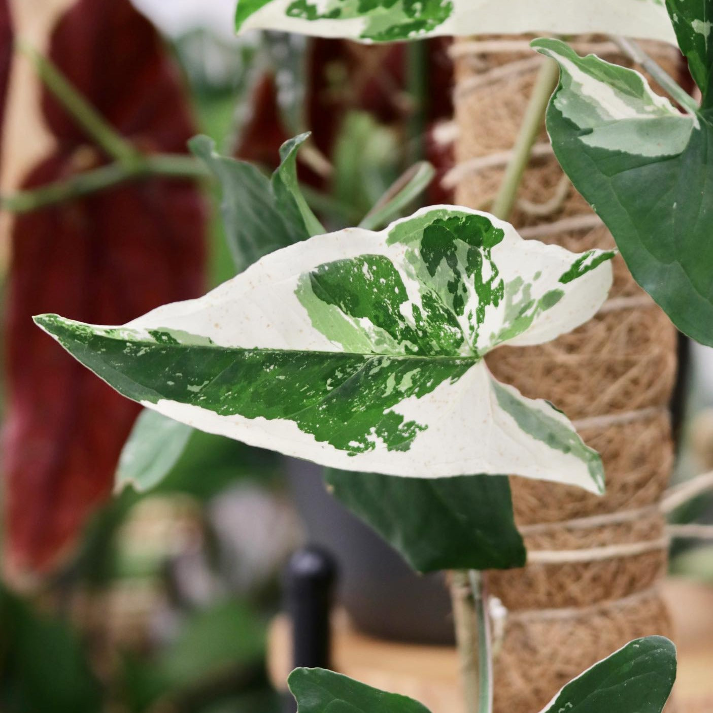 Syngonium Podophyllum albo-variegatum, "Variegated Arrowhead Vine"