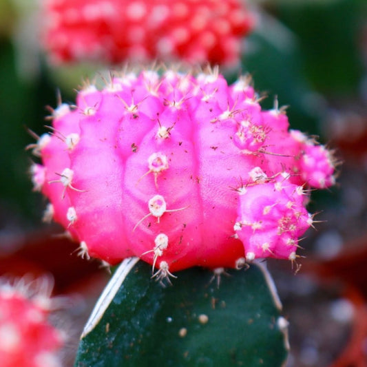 Grafted Cactus