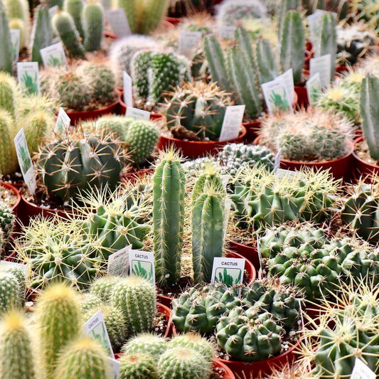 Cactus