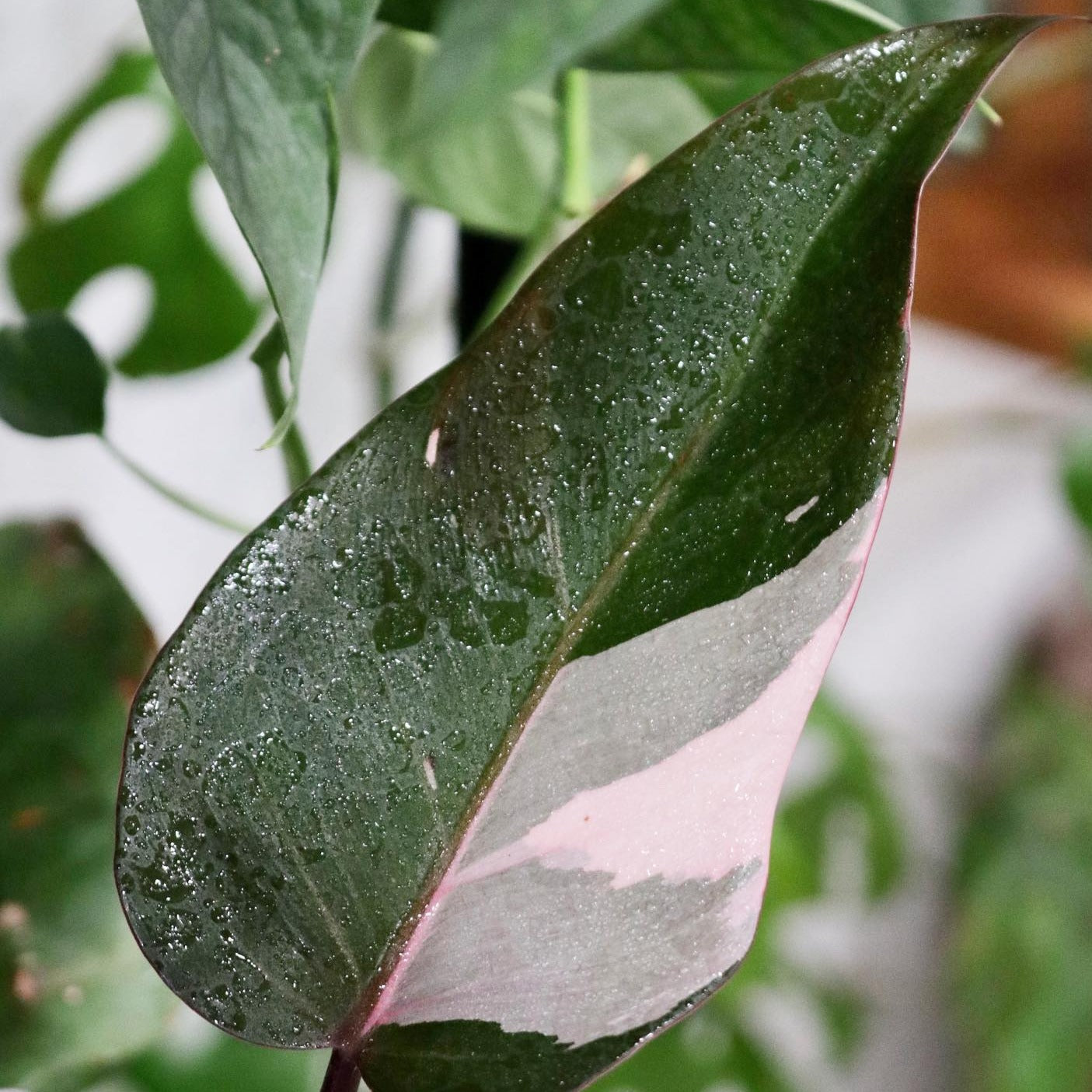 pink white princess philodendron Philodendron erubescens 'Pink Princess' – Mari's Gardens