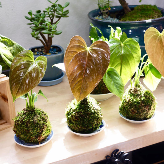 Anthurium, "Red Leaf"