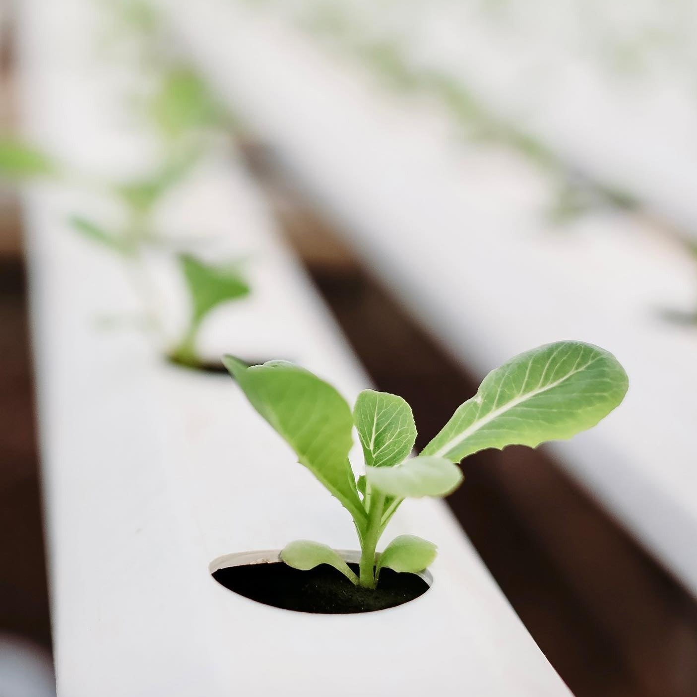 Lettuce Seedling