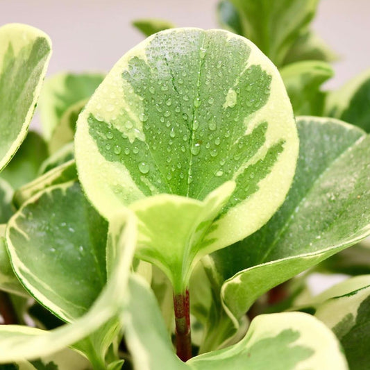 Peperomia obtusifolia, variegated
