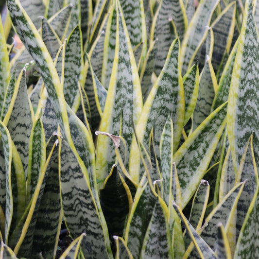 Sansevieria trifasciata,  "Snake Plant"