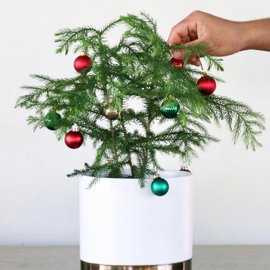 Norfolk Pine