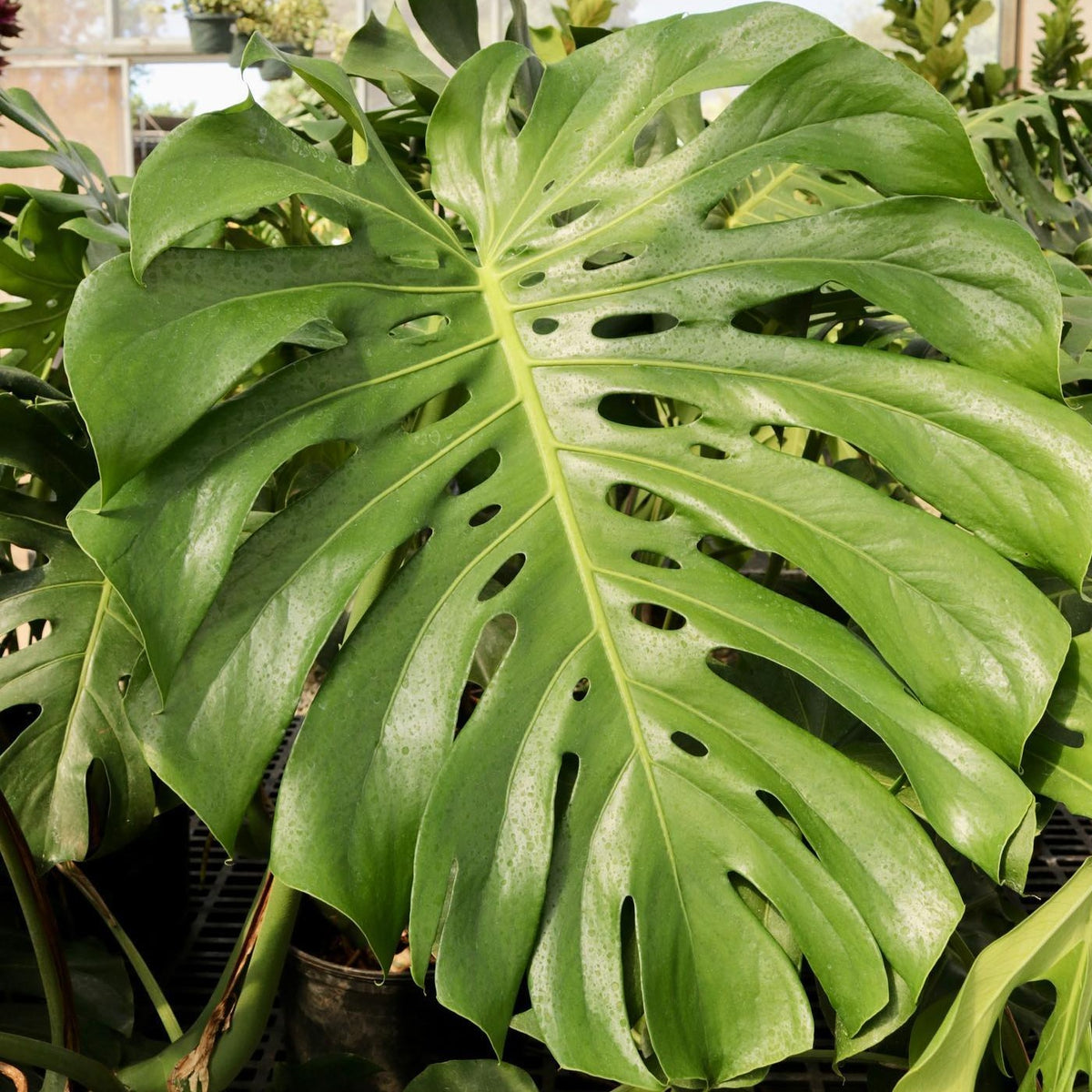 Mostera Rata Monstera Deliciosa – Mari's Gardens
