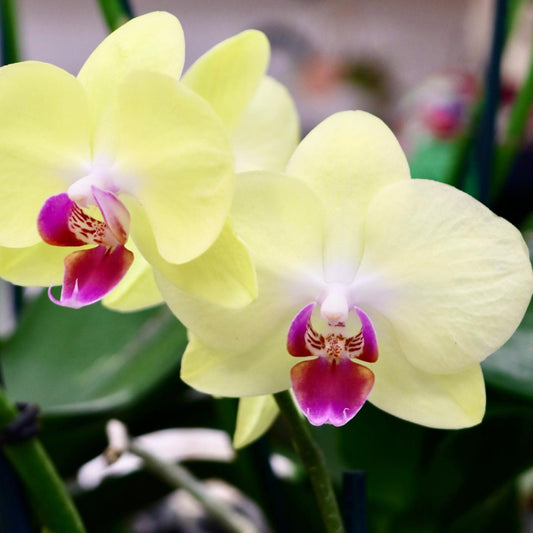 Phalaenopsis, "Moth Orchid"