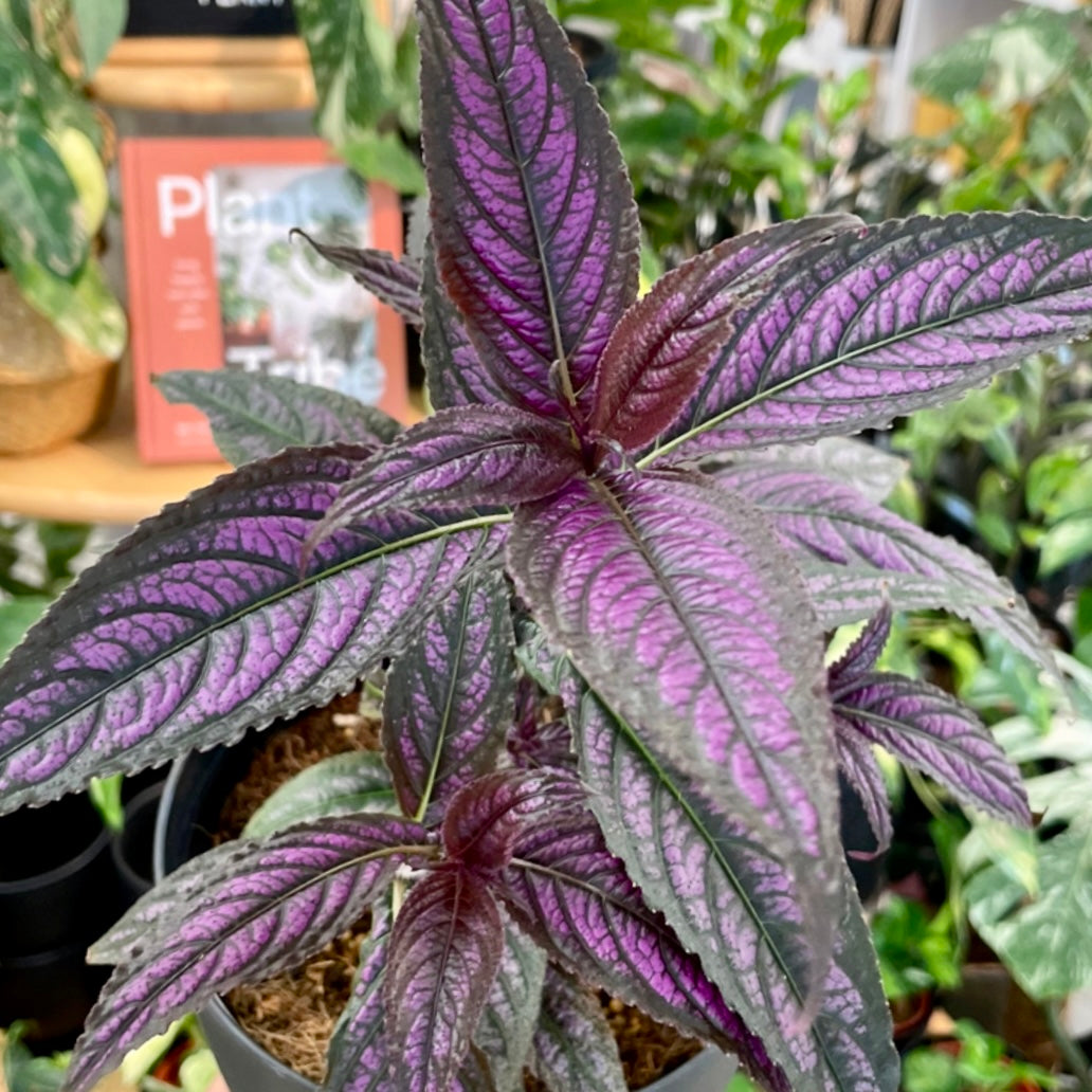 Strobilanthes dyerianus, "Persian Shield"