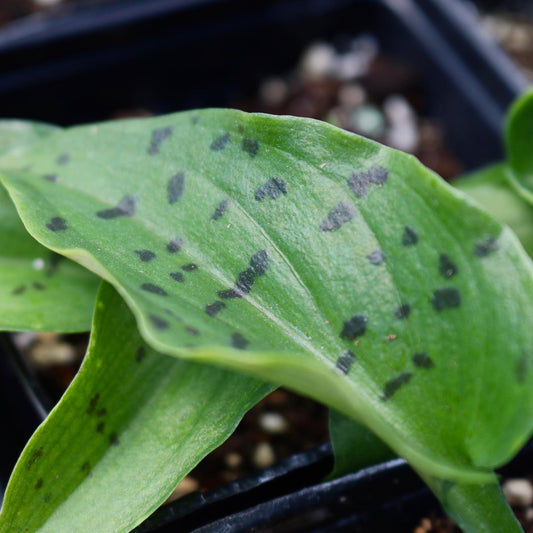Drimiopsis maculata, "Spotted Leopard"