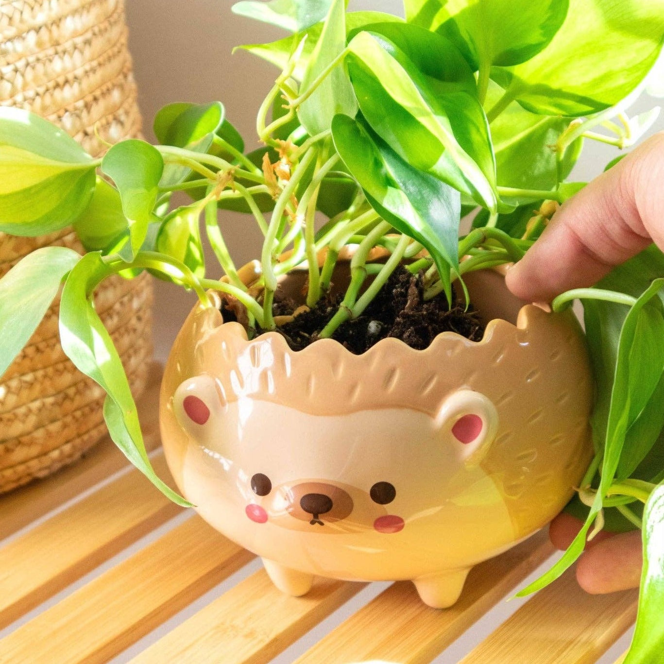 Heji Hedgehog Planter