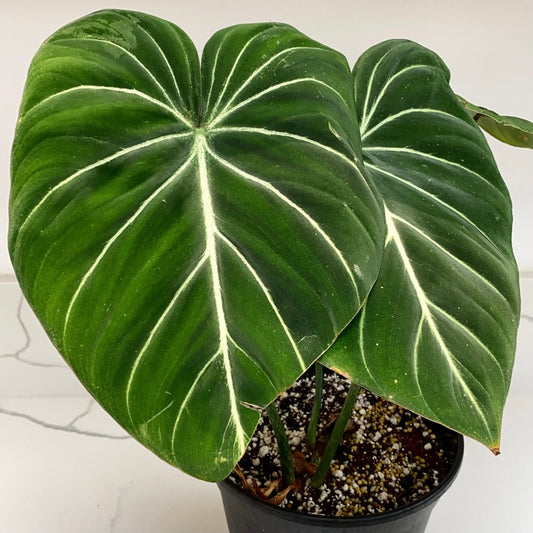Philodendron gloriosum