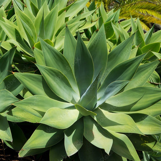 Agave Attenuata