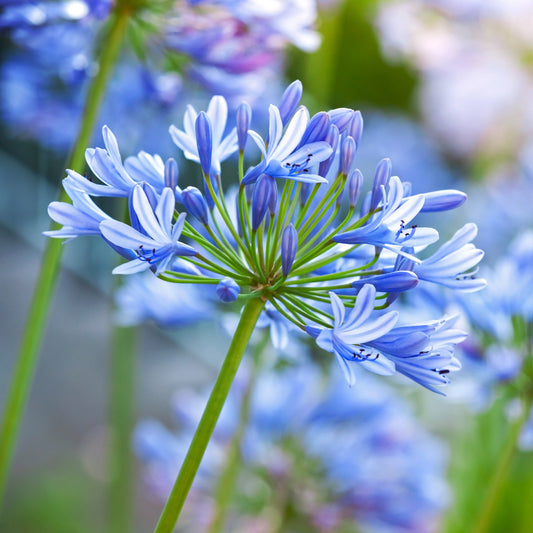 Agapanthus africanus, "Lily of the Nile"