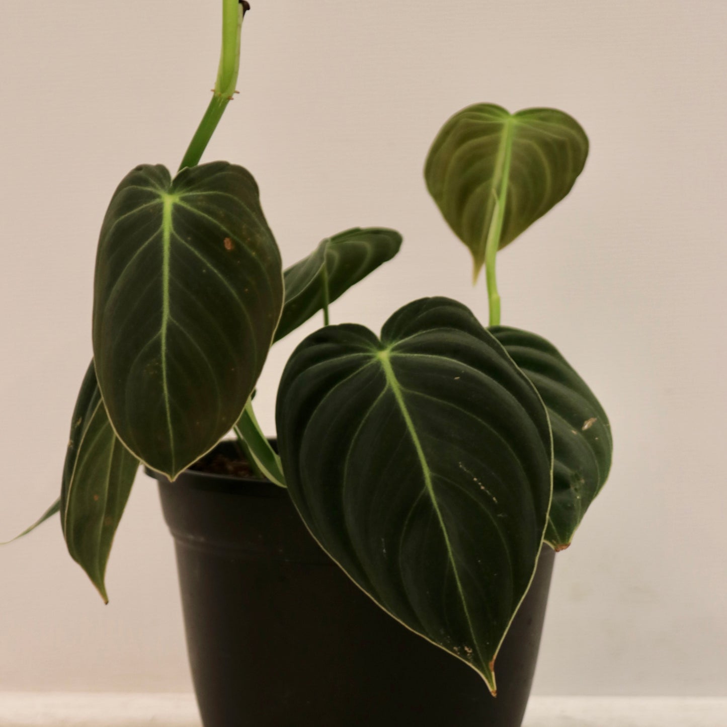Philodendron melanochrysum, "Black Gold"