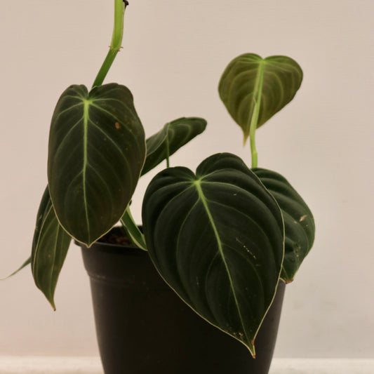 Philodendron melanochrysum, "Black Gold"