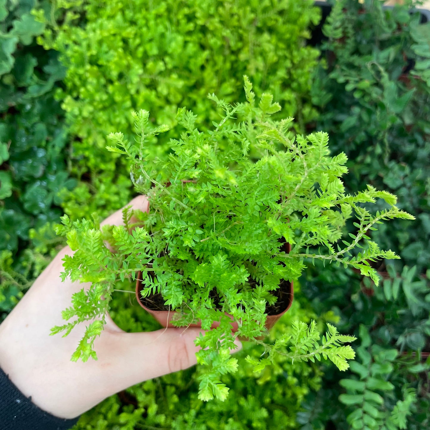 Selaginella avatar 'Avatar Spike Moss'