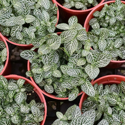 Fittonia, Nerve Plant