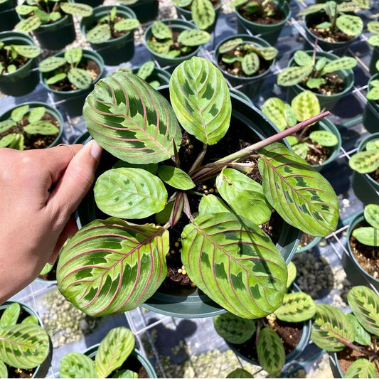 Maranta leuconeura, "Watermelon Maranta"