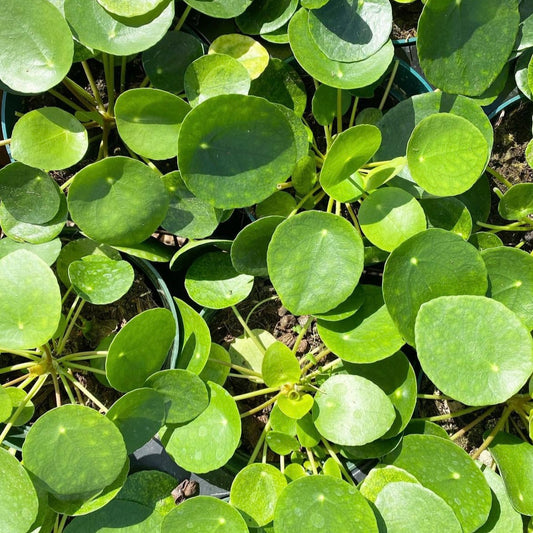 Pilea peperomiodes