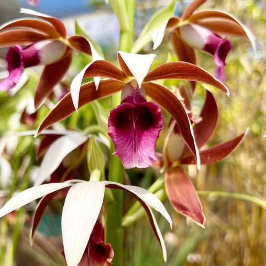 Phaius tankervilliae, "Nun's Cap"