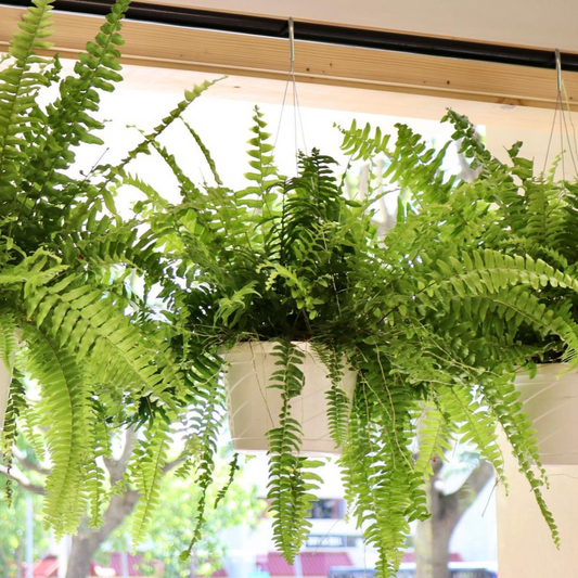 Boston Fern