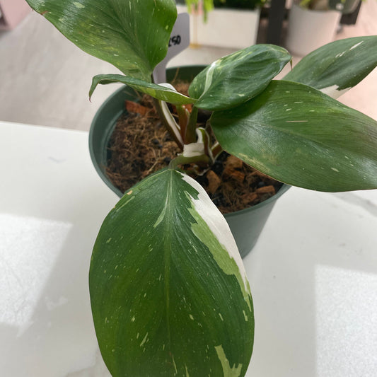 Philodendron erubescens 'White Knight'