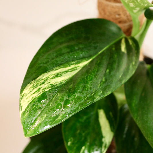 Monstera standleyana 'Aurea' variegata
