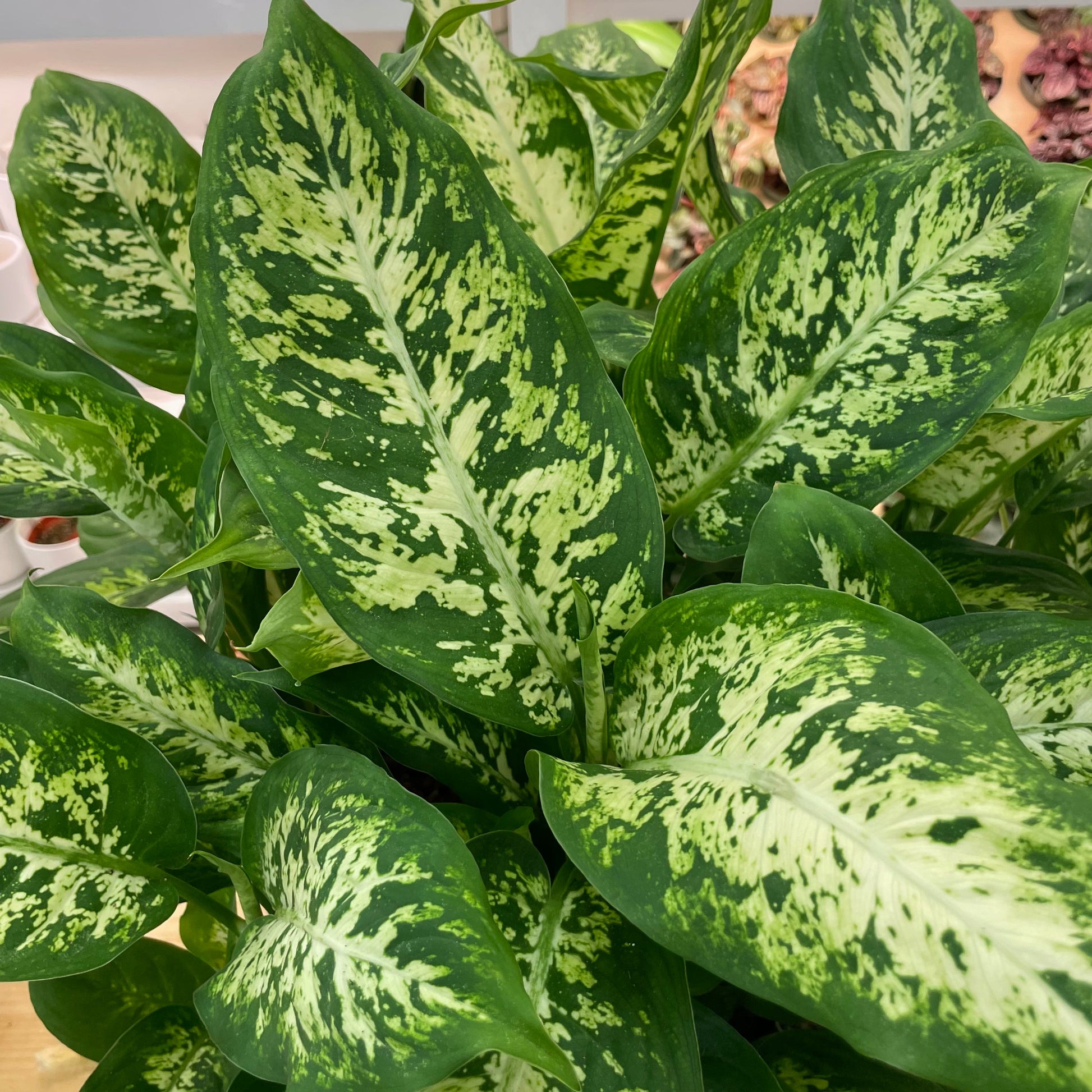 tanaman dieffenbachia Dieffenbachia, "Perfecta Compacta" – Mari's Gardens