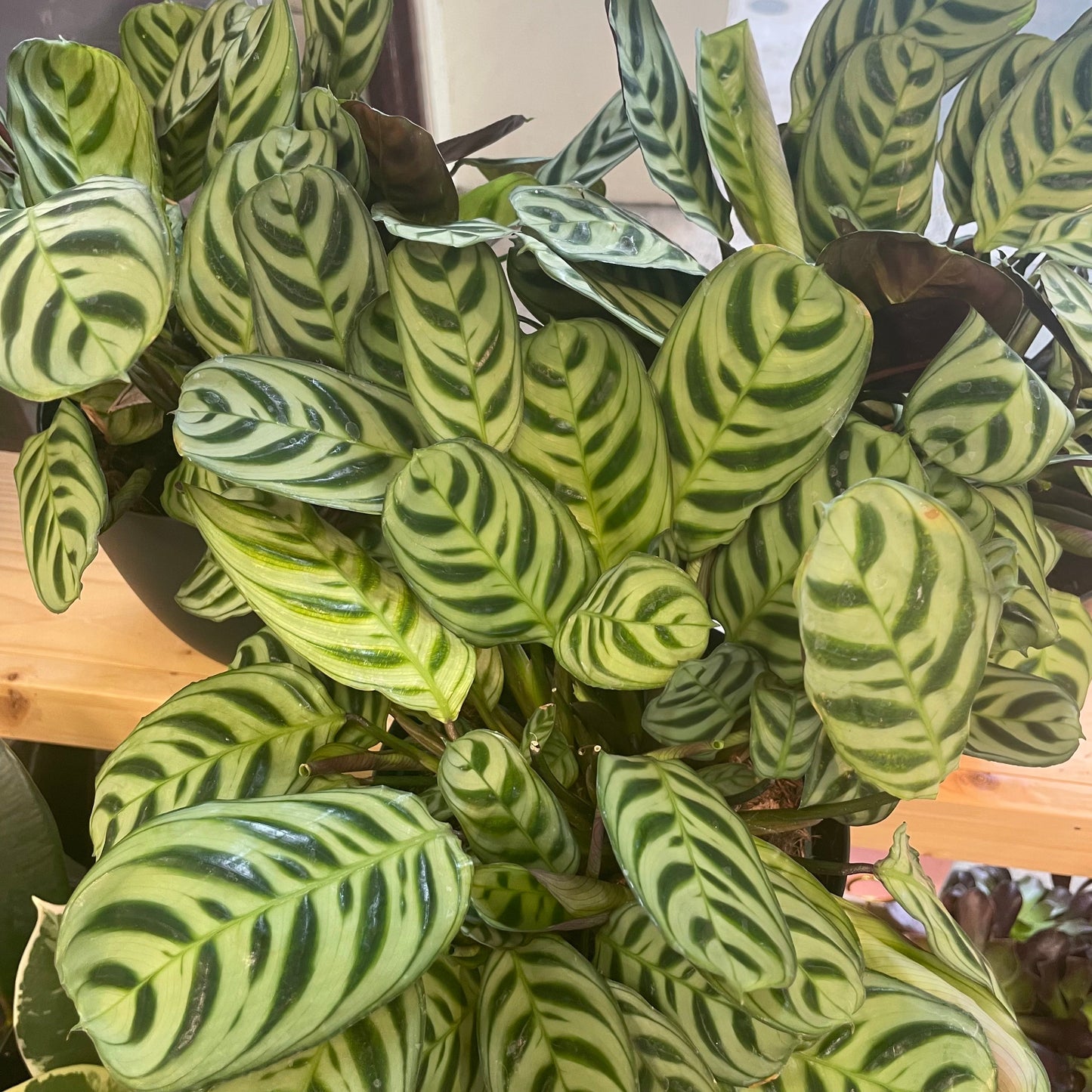 Calathea ʻBurle Marxʻ
