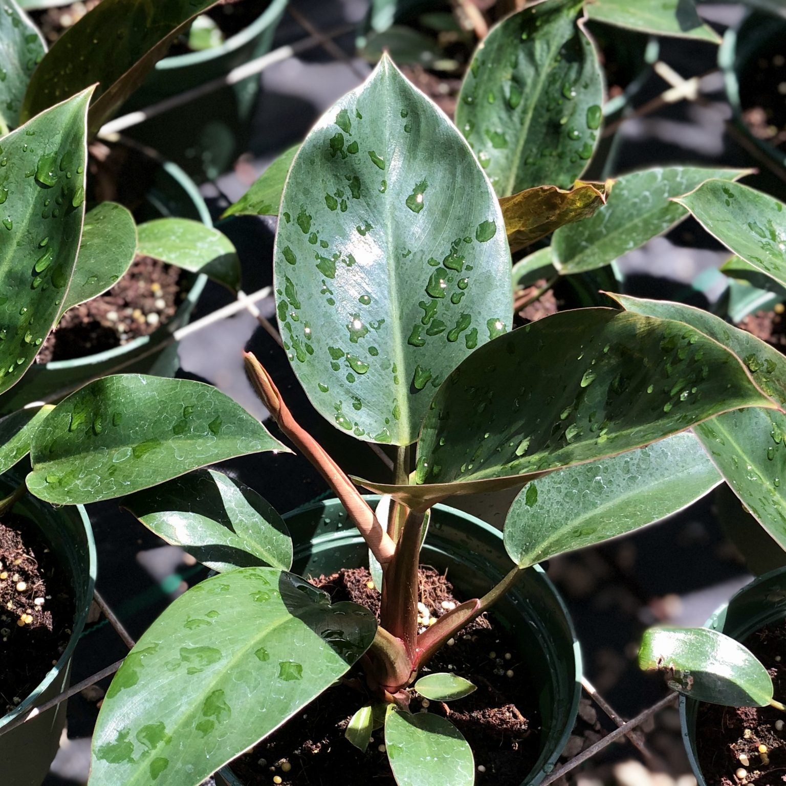 philodendron tatei ssp melanochlorum Philodendron tatei 'Rojo Congo' – Mari's Gardens