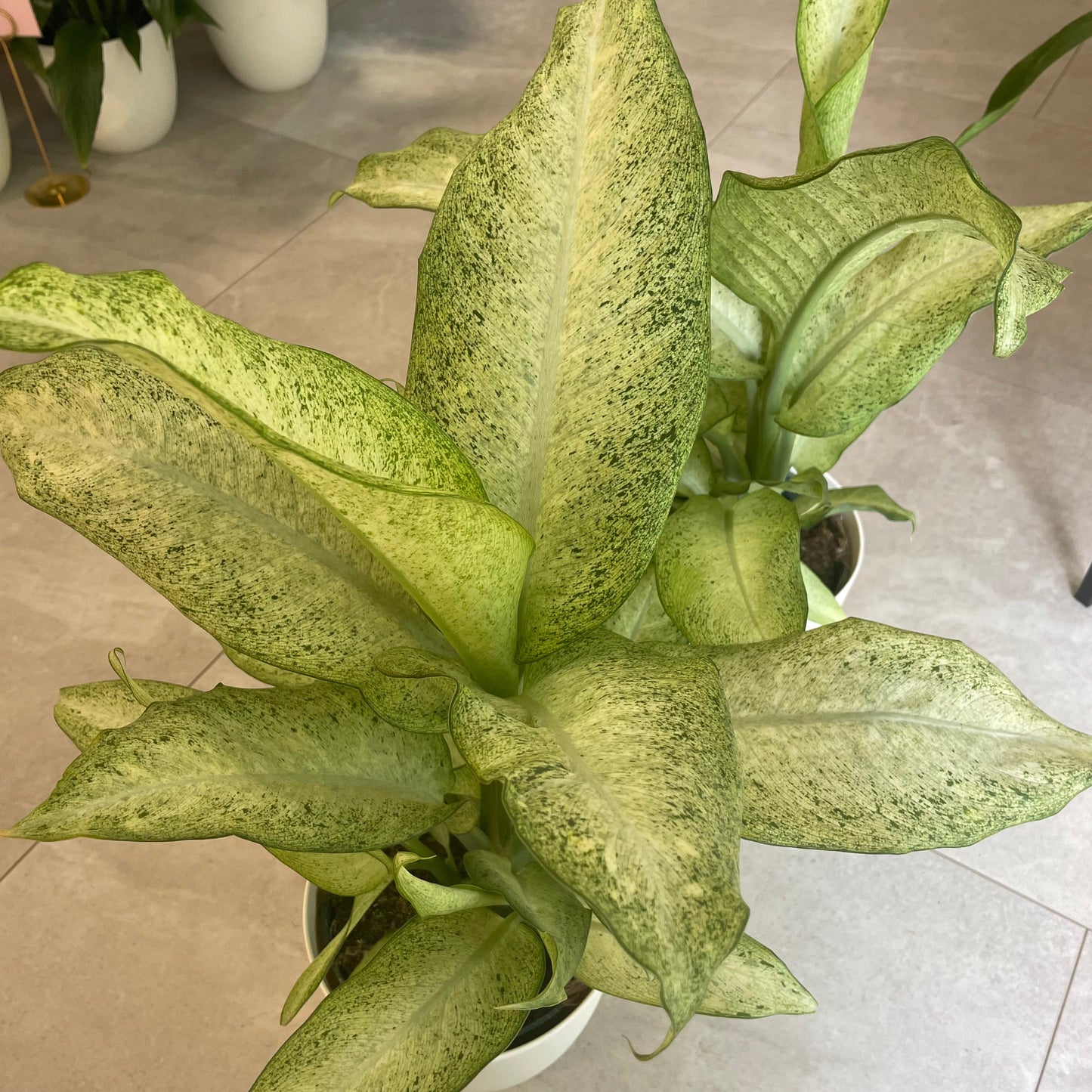 Dieffenbachia, "Camouflauge"