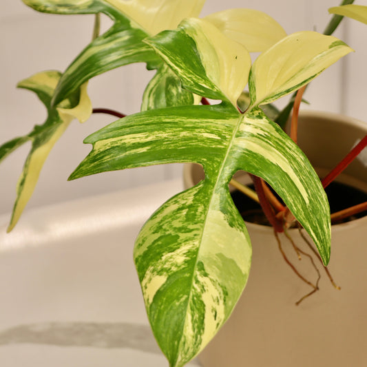 Philodendron Florida Beauty