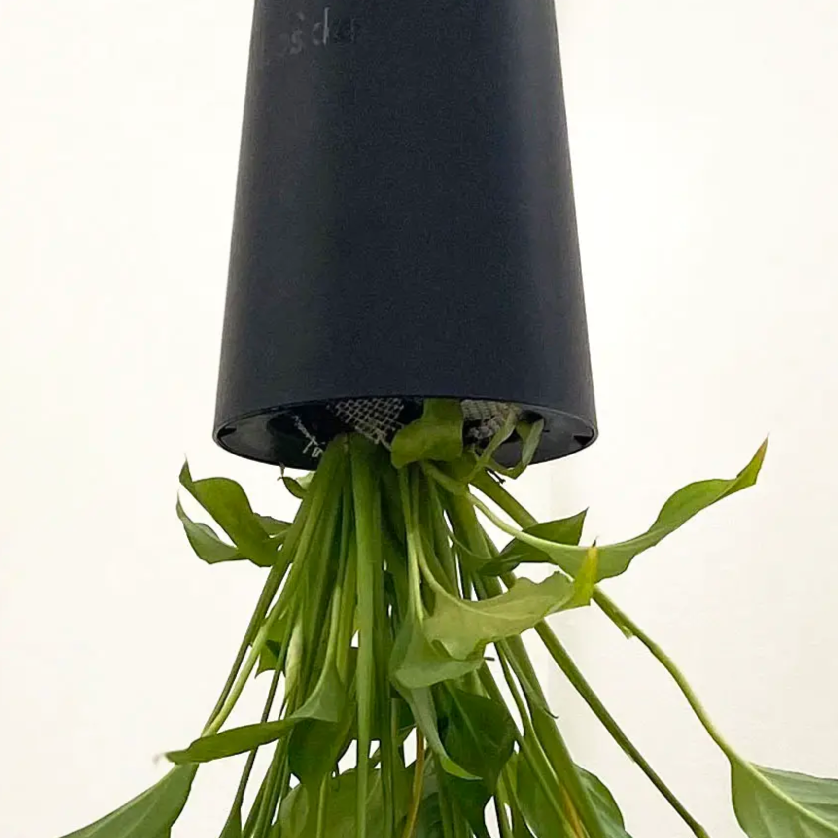 Sky Planter – Mari's Gardens Sky Planter – Mari's Gardens