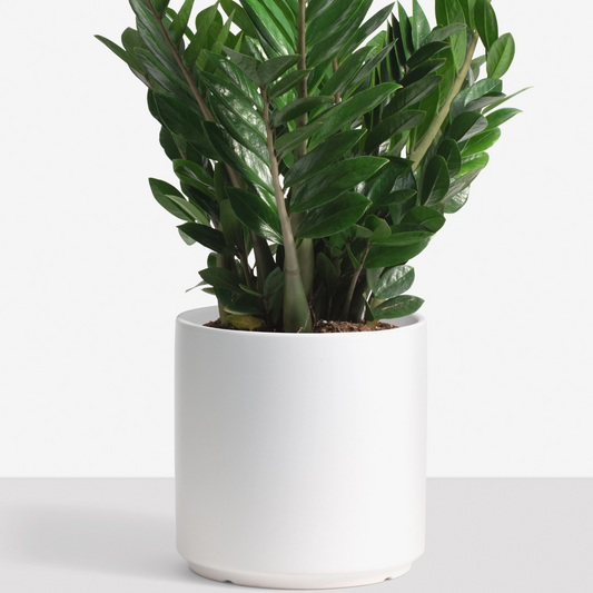 Ceramic Cylinder Planter