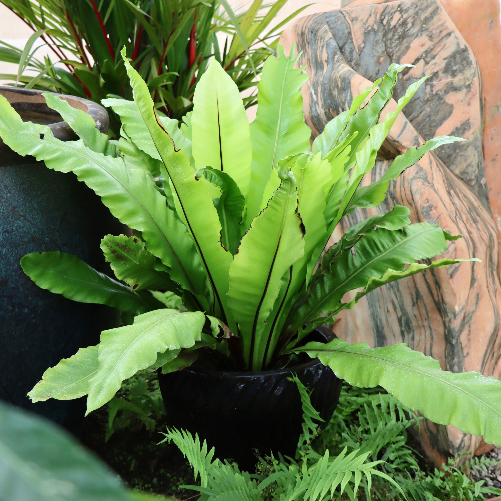 asplenium nidus - bird's nest fern Asplenium nidus 'Campio' (Champion's Bird's Nest Fern) – Mari's Gardens